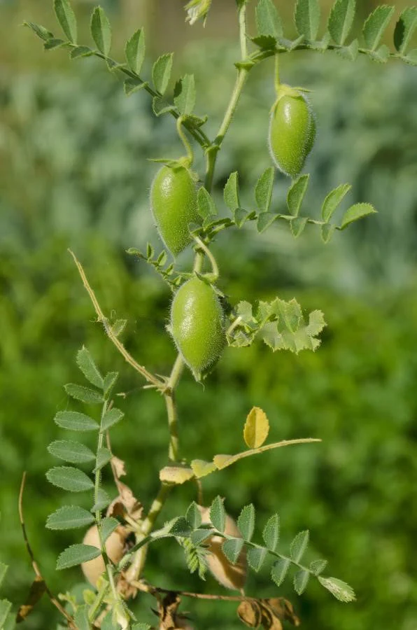 Brown Lentil - Image 3