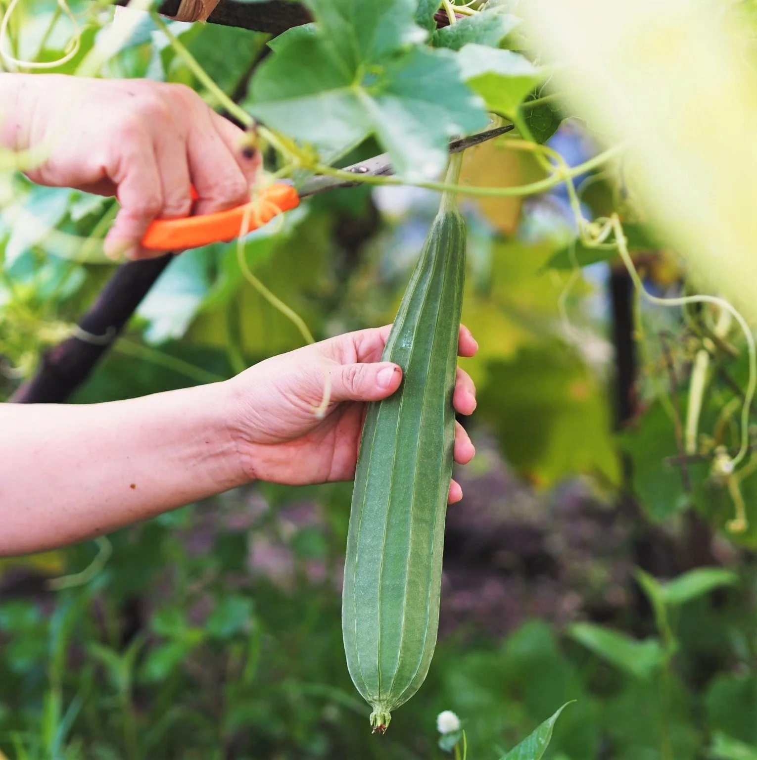 Buab Khom Angled Luffa Gourd - Image 3