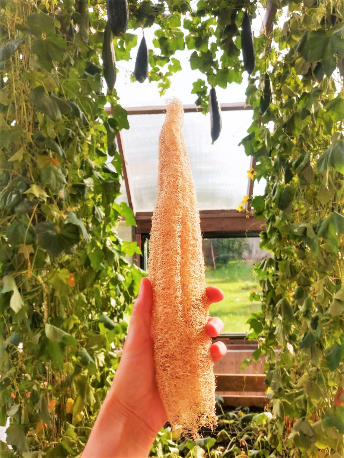 Buab Khom Angled Luffa Gourd - Image 4