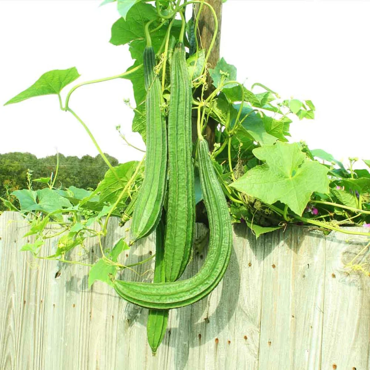 Buab Liam Angled Luffa Gourd - Image 3