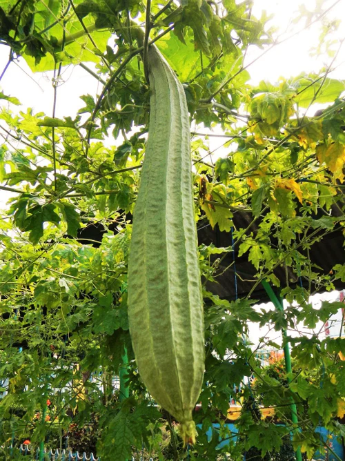 Buab Moom Angled Luffa Gourd - Image 3