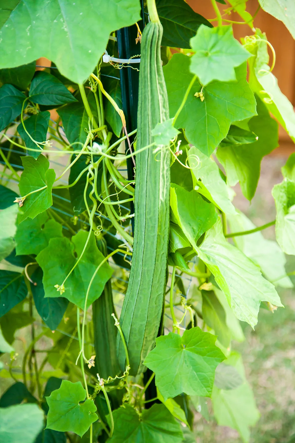 Buab Moom Angled Luffa Gourd - Image 4