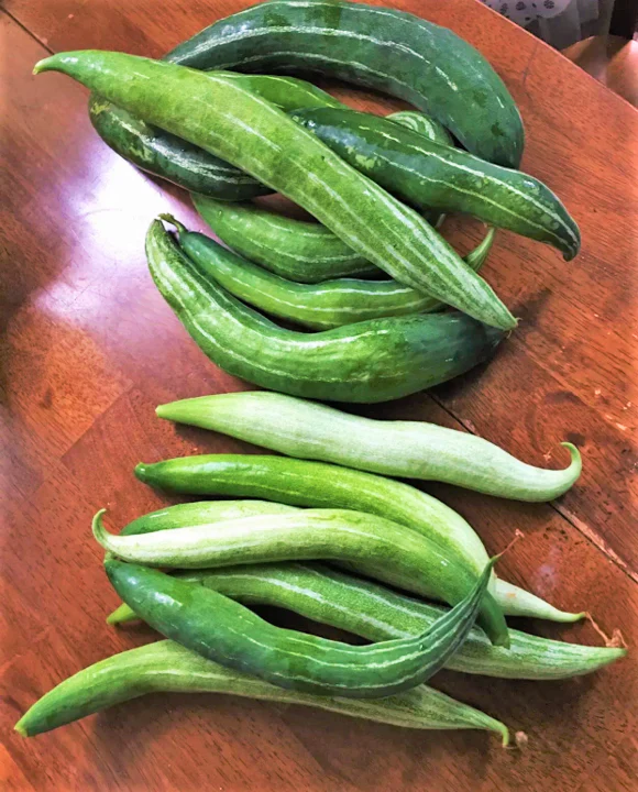 Buag Ngu Snake Gourd - Image 5