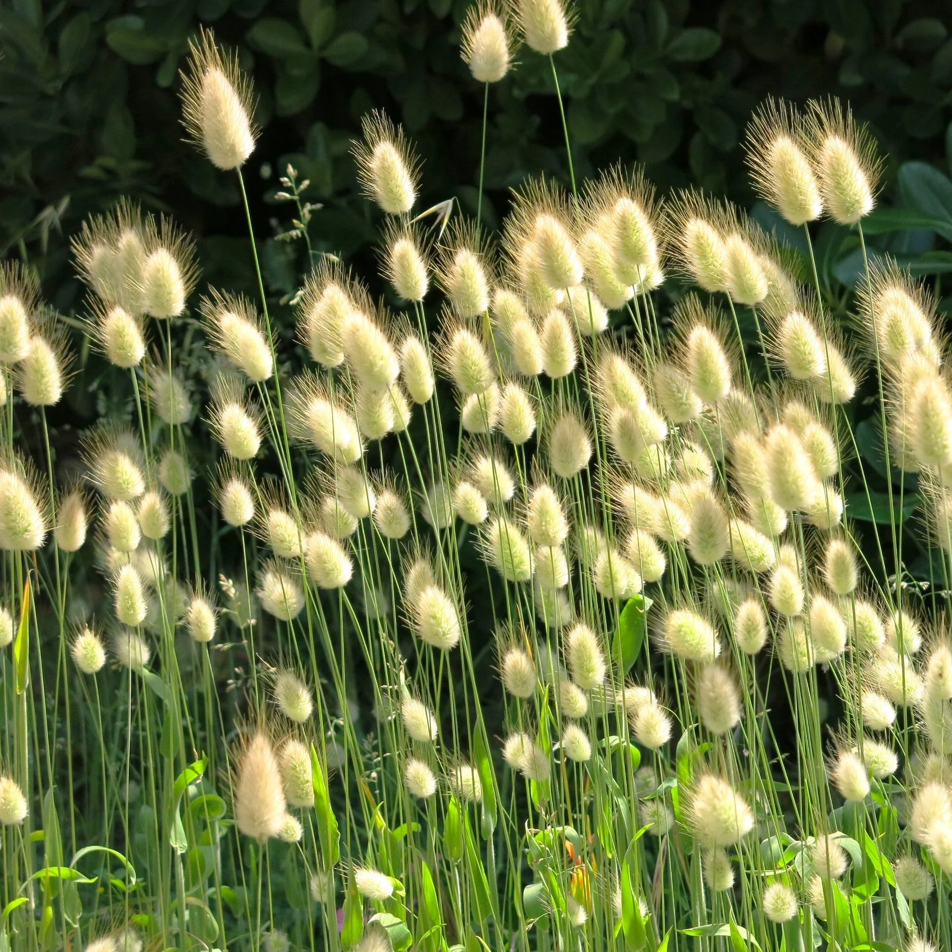 Bunny Tail Grass