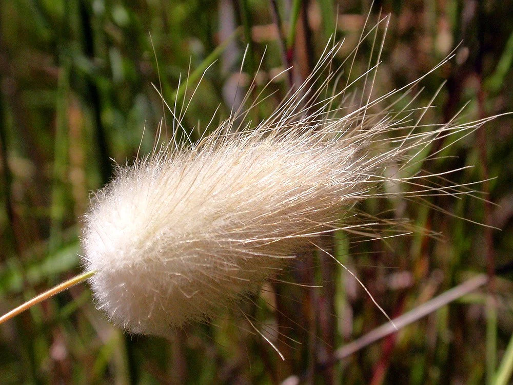 Bunny Tail Grass - Image 10