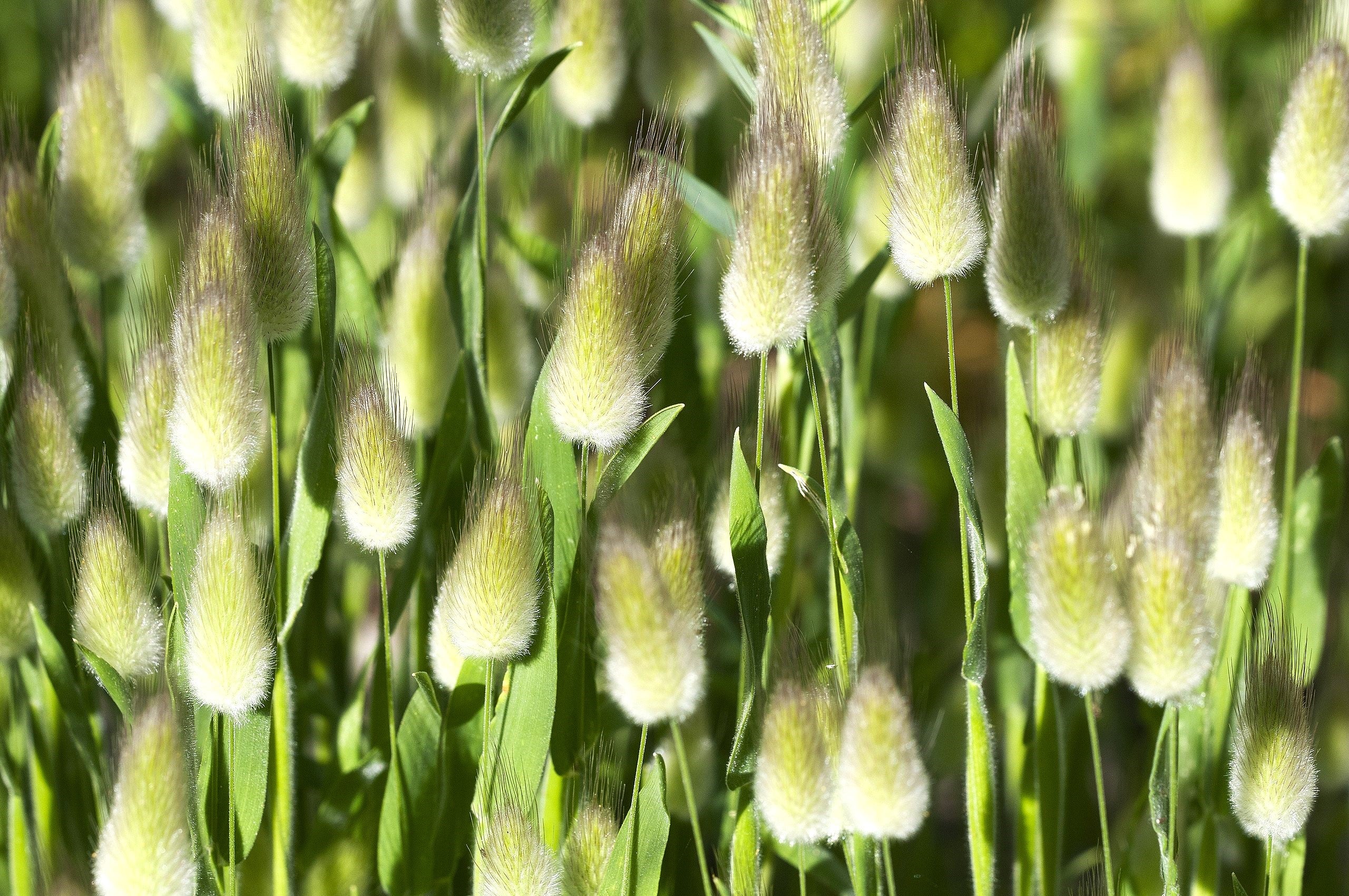 Bunny Tail Grass - Image 2