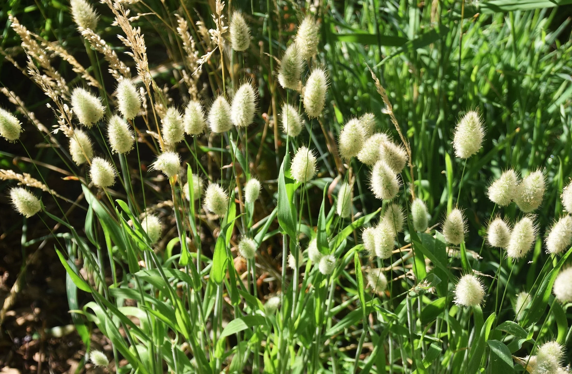 Bunny Tail Grass - Image 4