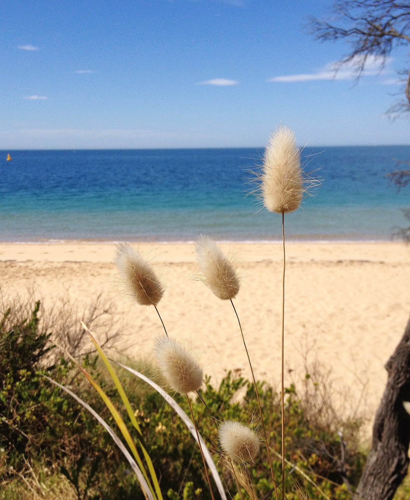 Bunny Tail Grass - Image 5