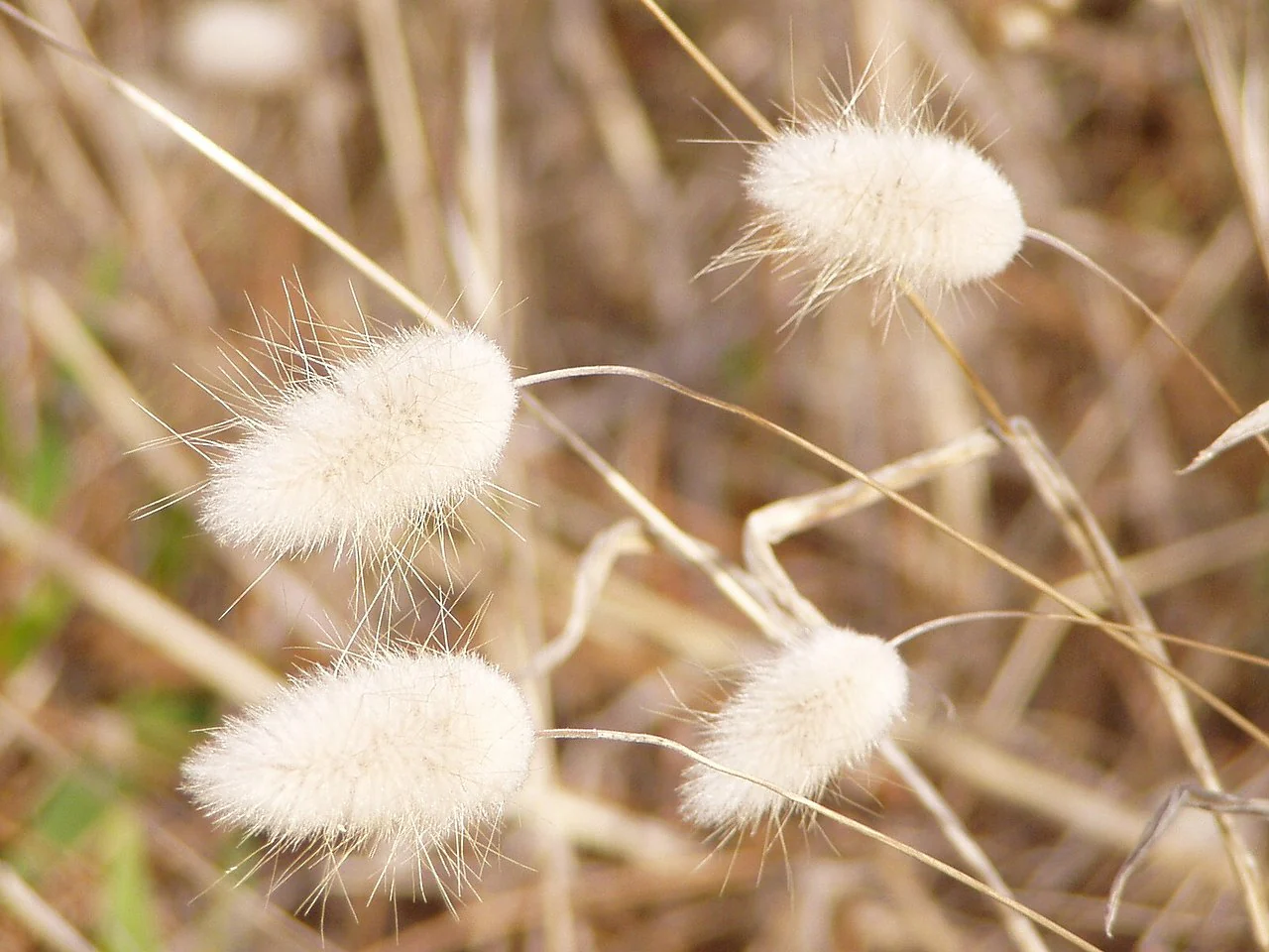 Bunny Tail Grass - Image 6