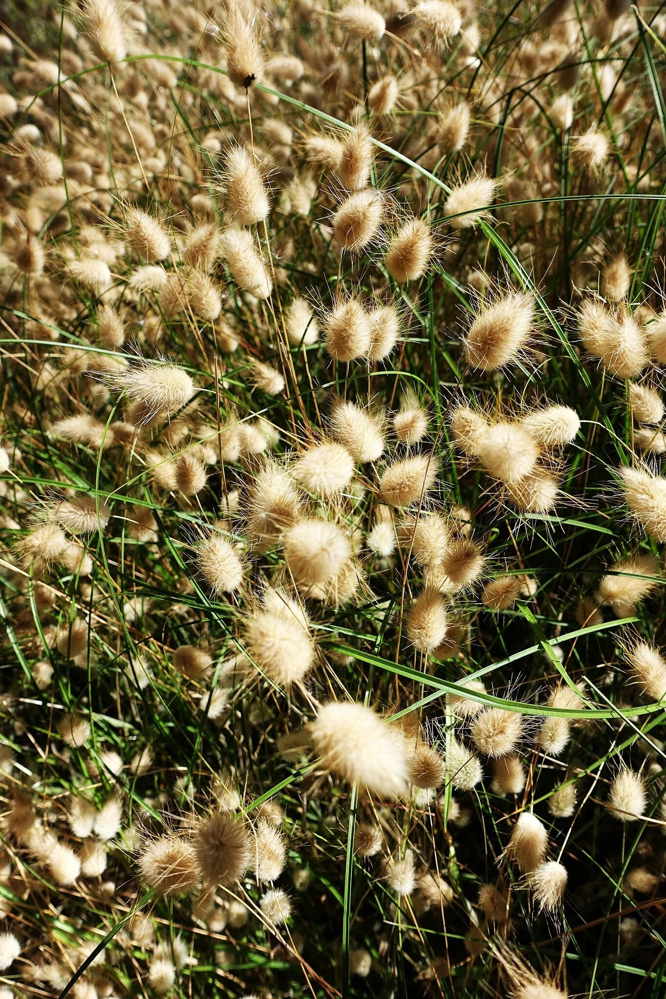 Bunny Tail Grass - Image 7