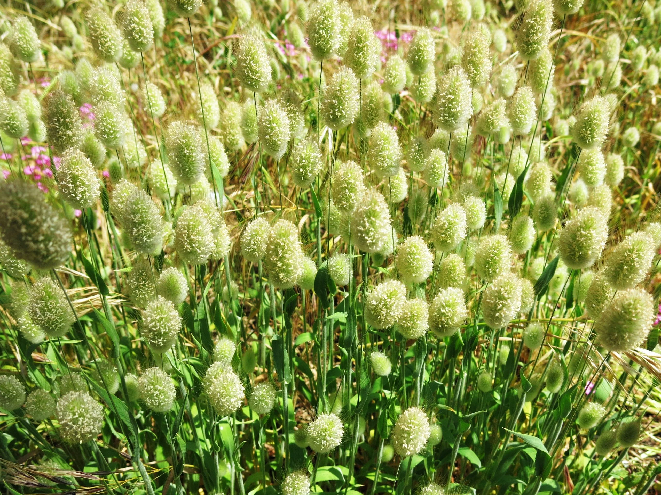 Bunny Tail Grass - Image 8