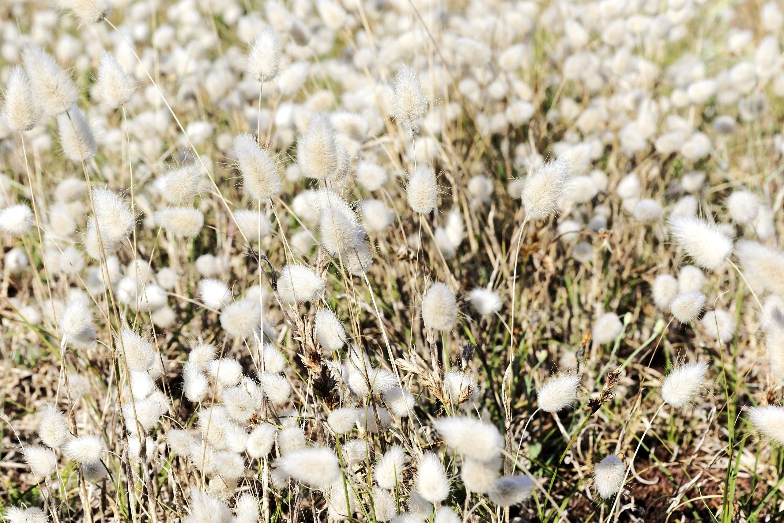 Bunny Tail Grass - Image 9