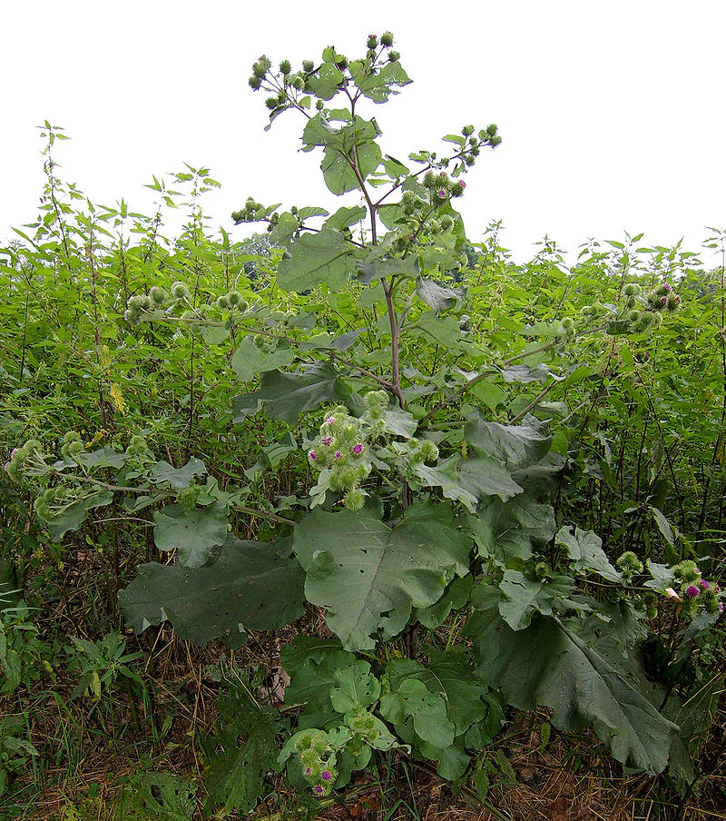 Great Burdock (USDA Organic) - Image 3