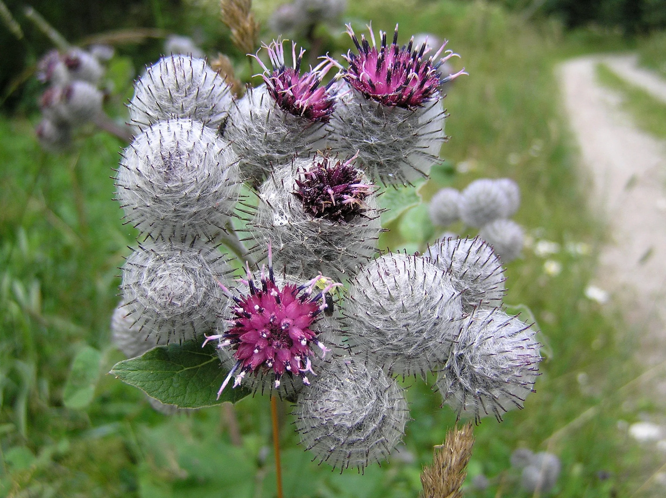 Great Burdock (USDA Organic) - Image 4