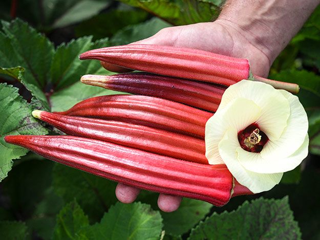 Burgundy Red Okra - Image 3