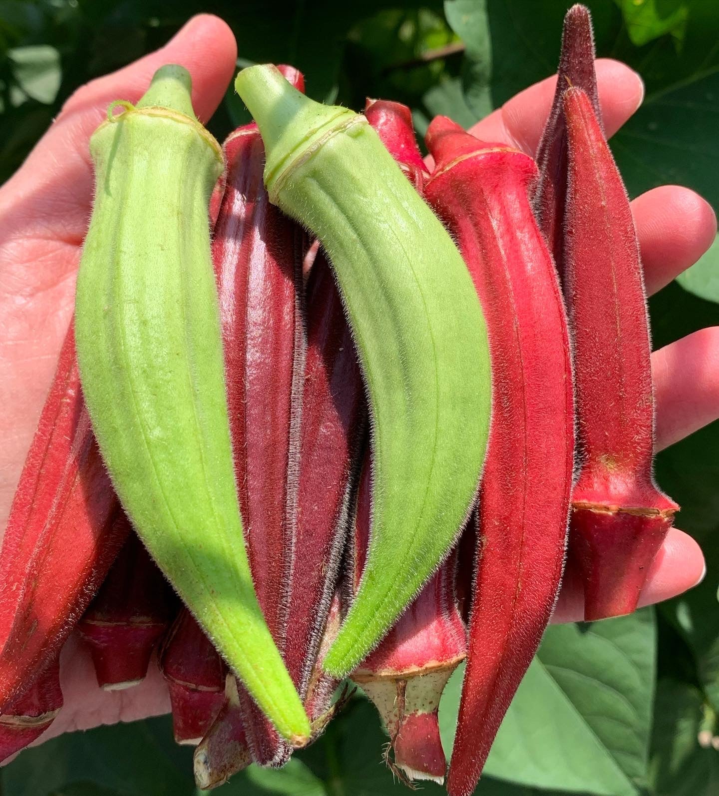 Burgundy Red Okra - Image 4