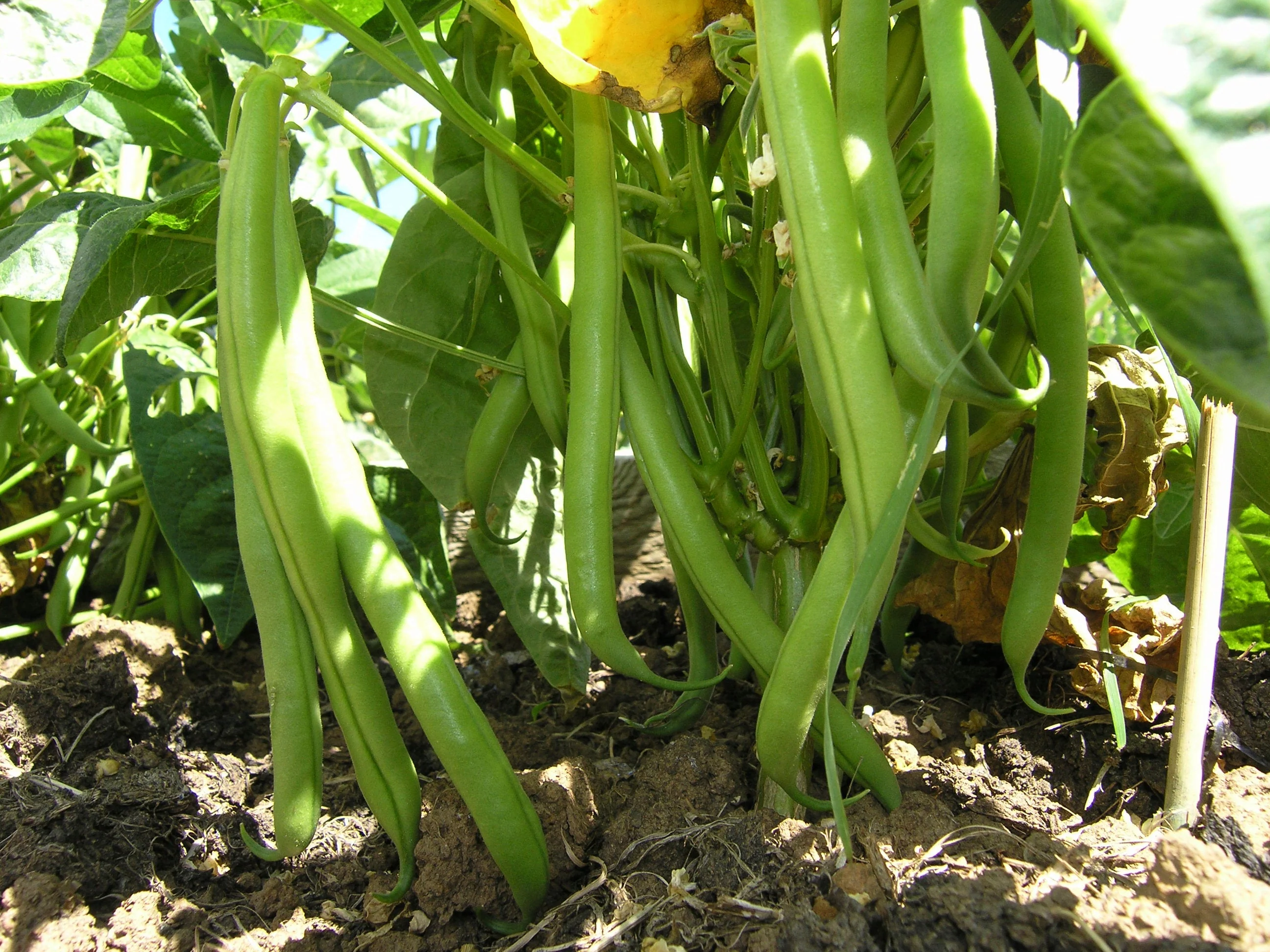 Burpee Stringless Green Bean - Image 3