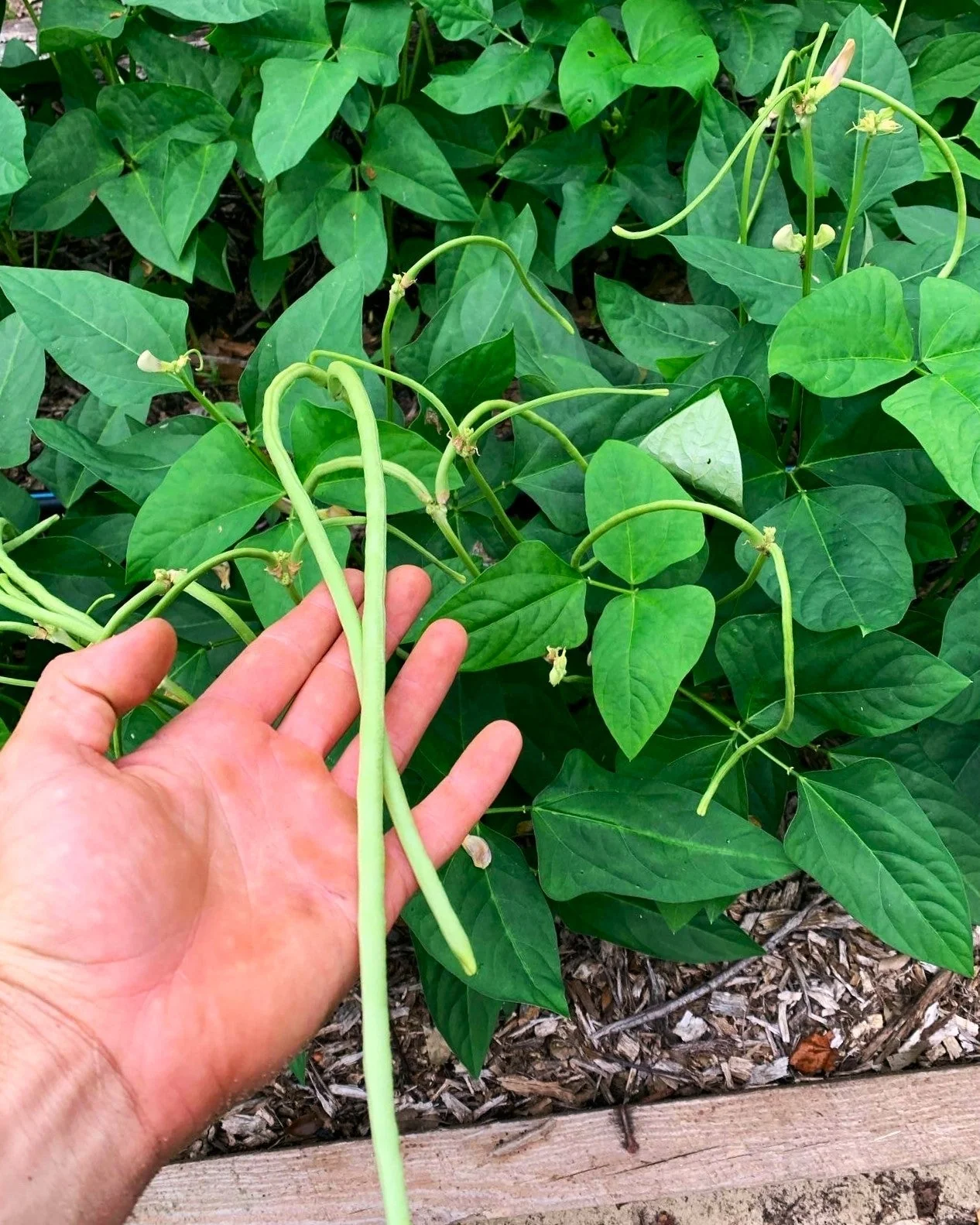 Bush Green Yard Long Bean - Image 3