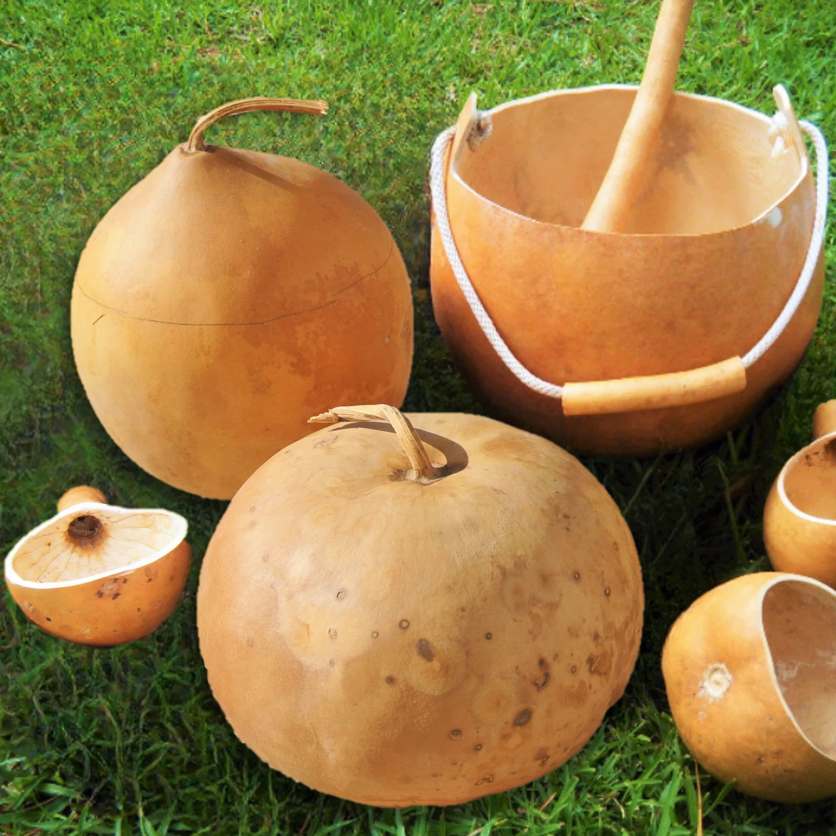 Bushel Gourd