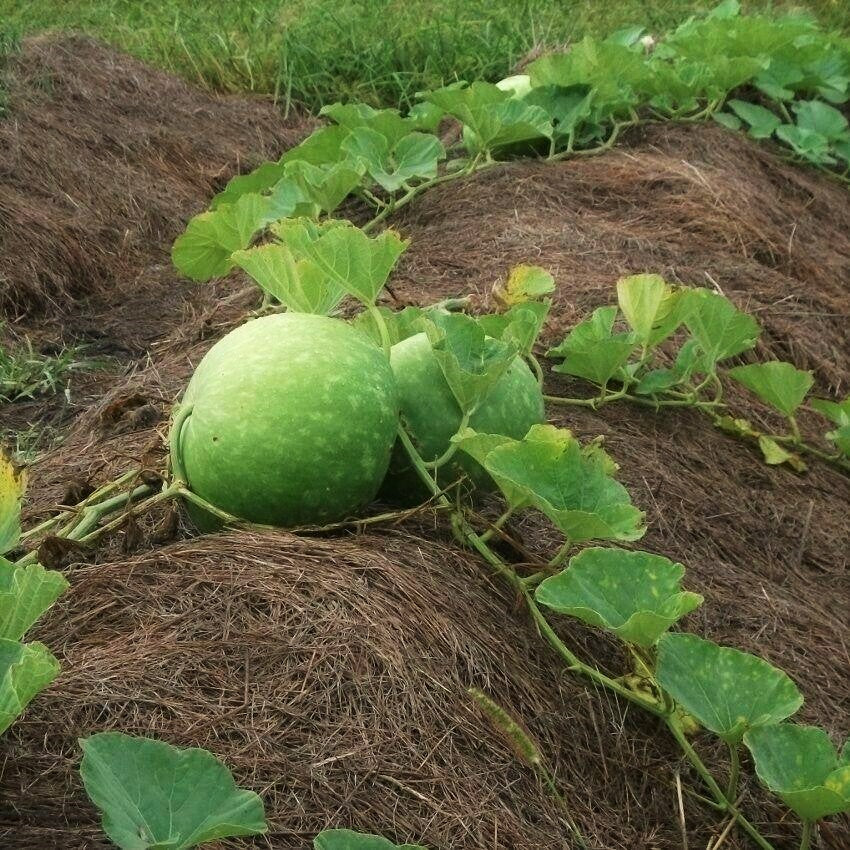 Bushel Gourd - Image 2
