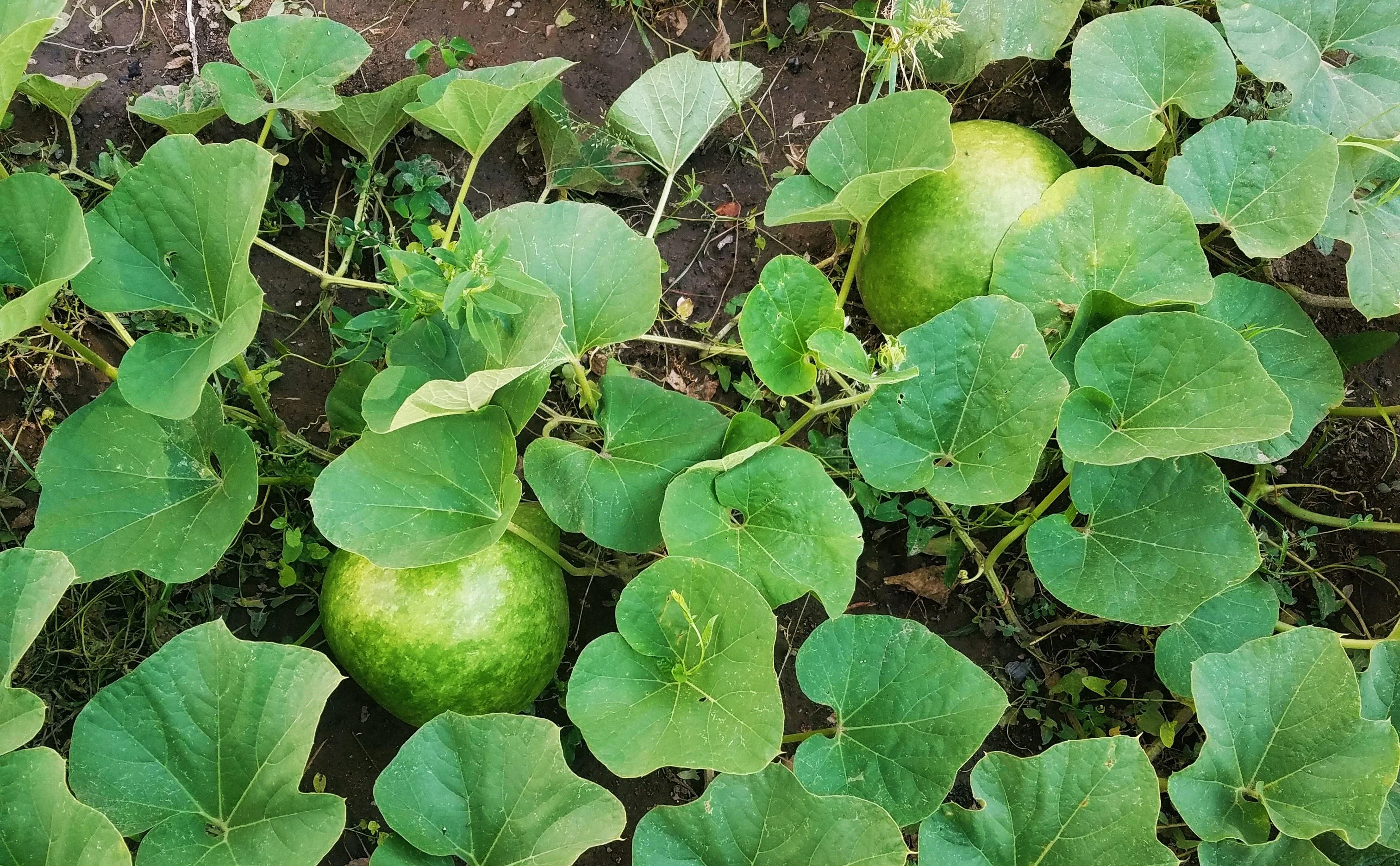 Bushel Gourd - Image 3