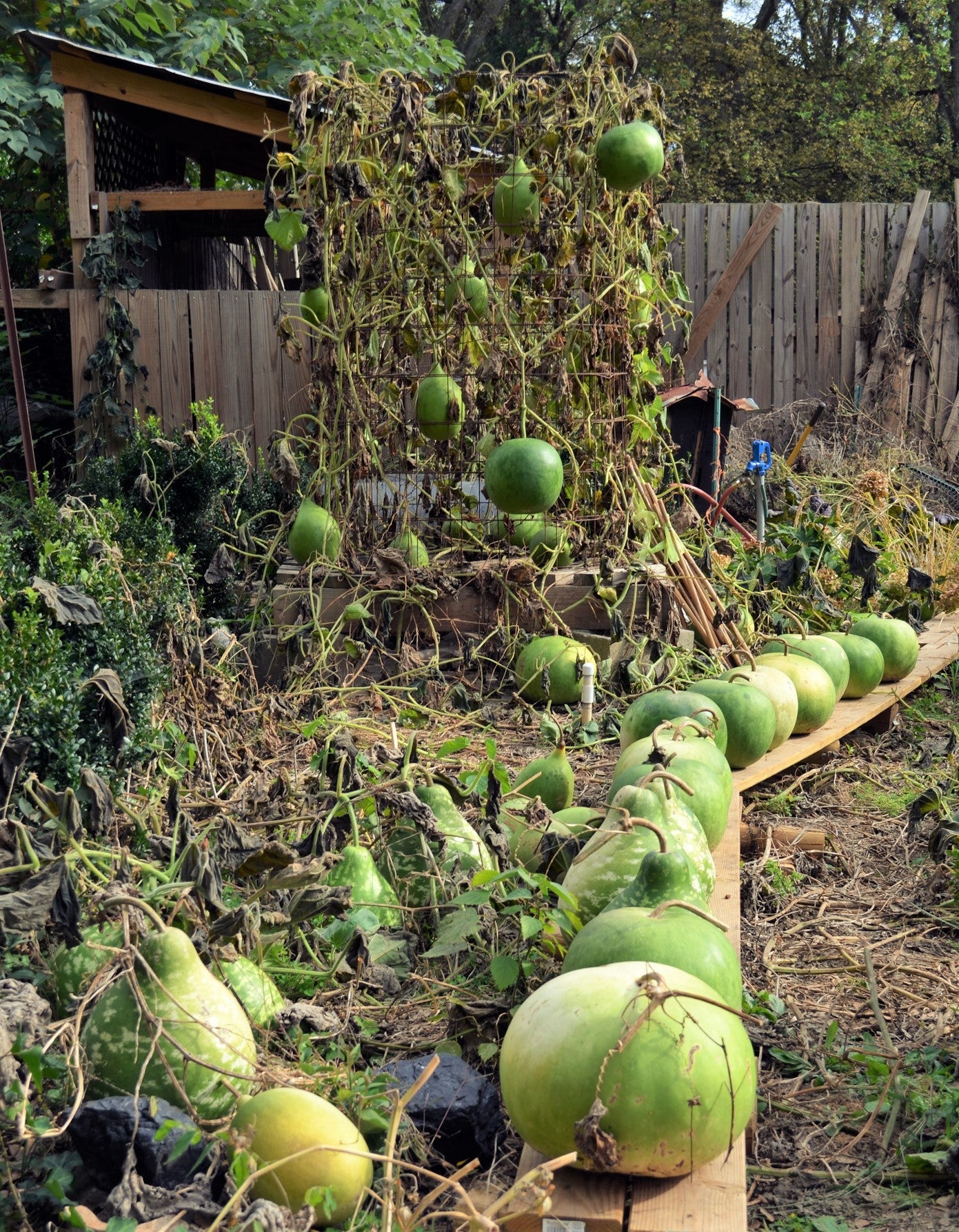 Bushel Gourd - Image 4