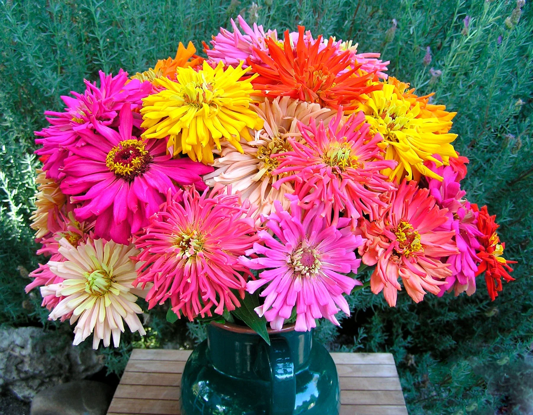 Cactus Mix Zinnia - Image 3