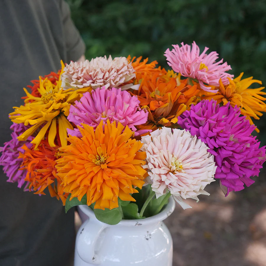 Cactus Mix Zinnia - Image 4