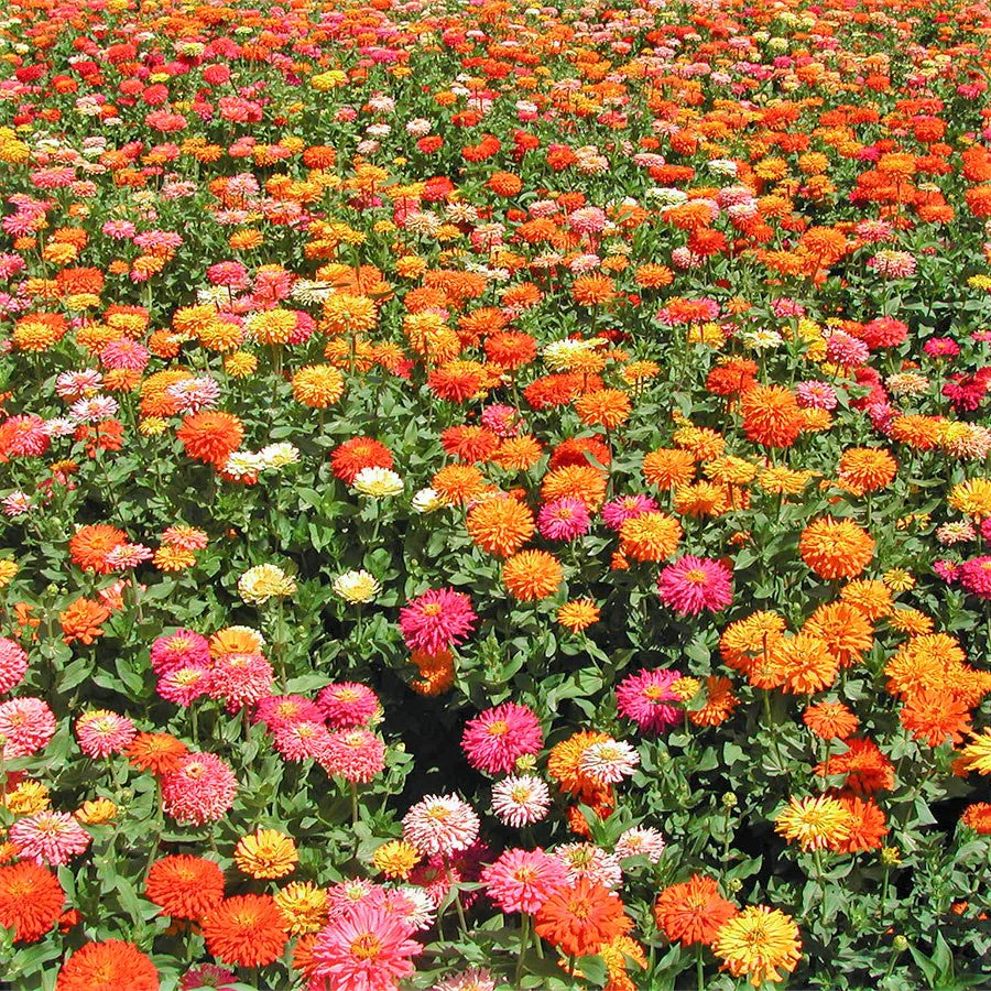 Cactus Mix Zinnia - Image 5