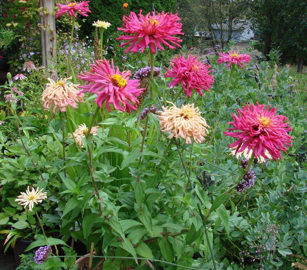 Cactus Mix Zinnia - Image 6
