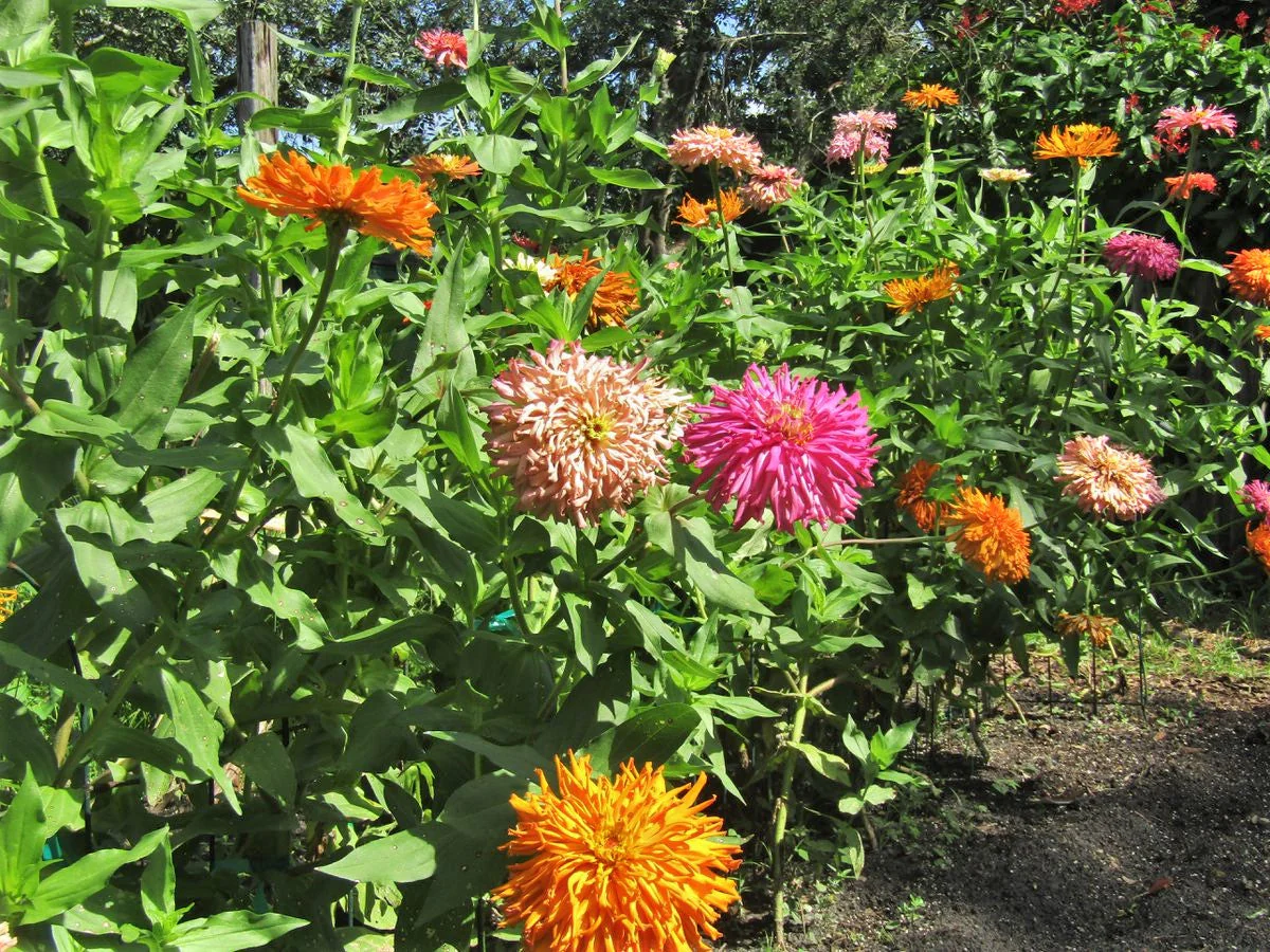 Cactus Mix Zinnia - Image 7