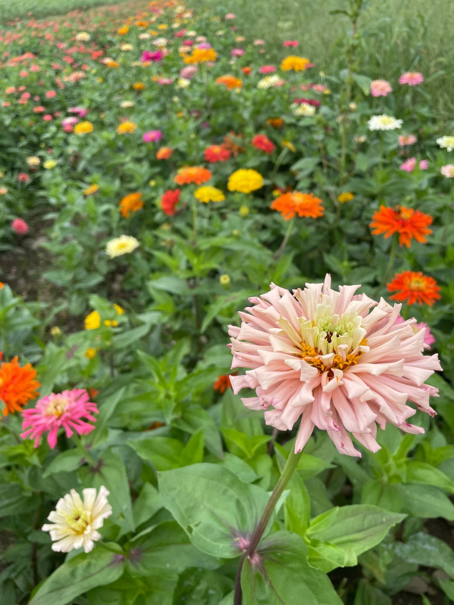Cactus Mix Zinnia - Image 8