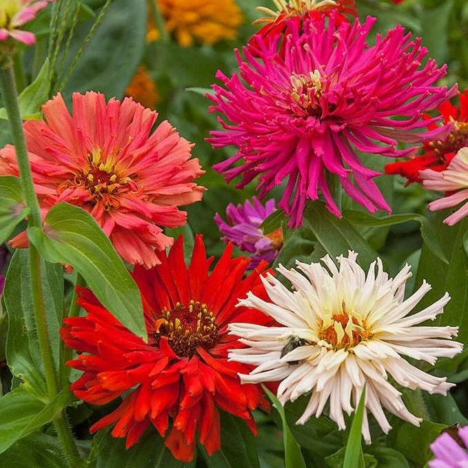 Cactus Mix Zinnia - Image 9