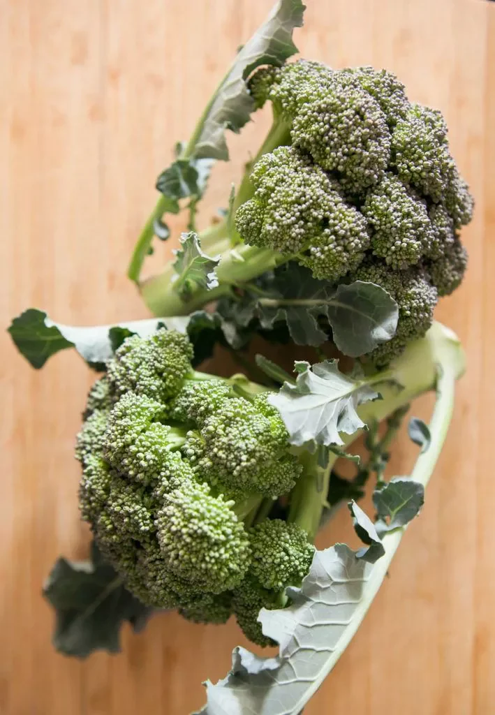 Green Sprouting Calabrese Broccoli - Image 3