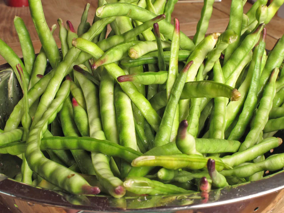 California Black Eyed Cowpea - Image 3