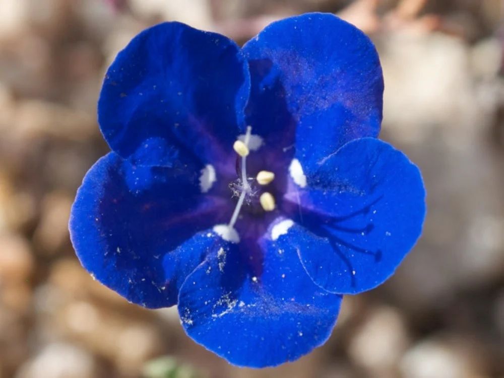 California Bluebell (Desertbells) - Image 3