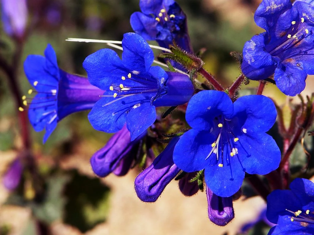 California Bluebell (Desertbells) - Image 4