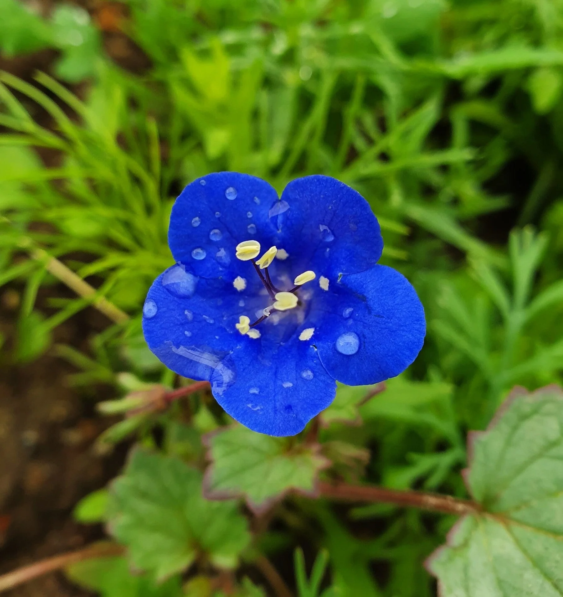 California Bluebell (Desertbells) - Image 5