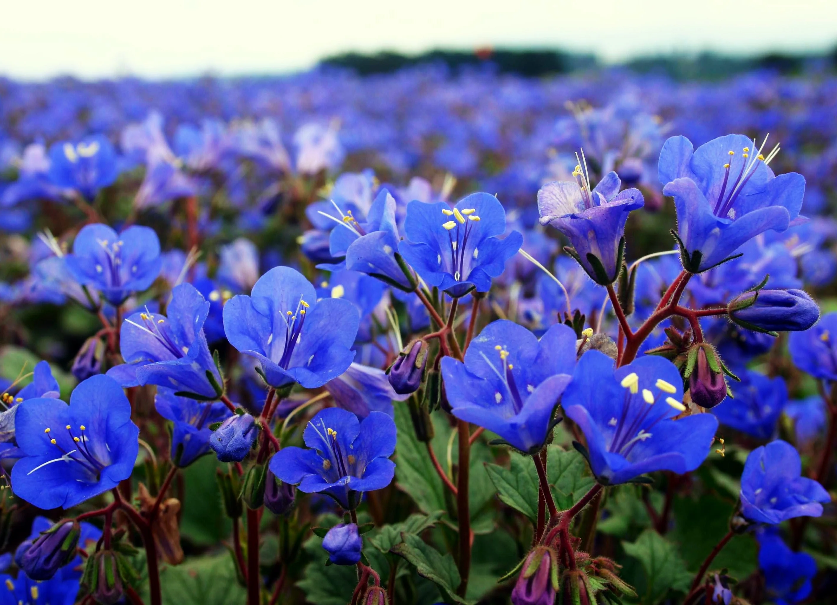 California Bluebell (Desertbells) - Image 6