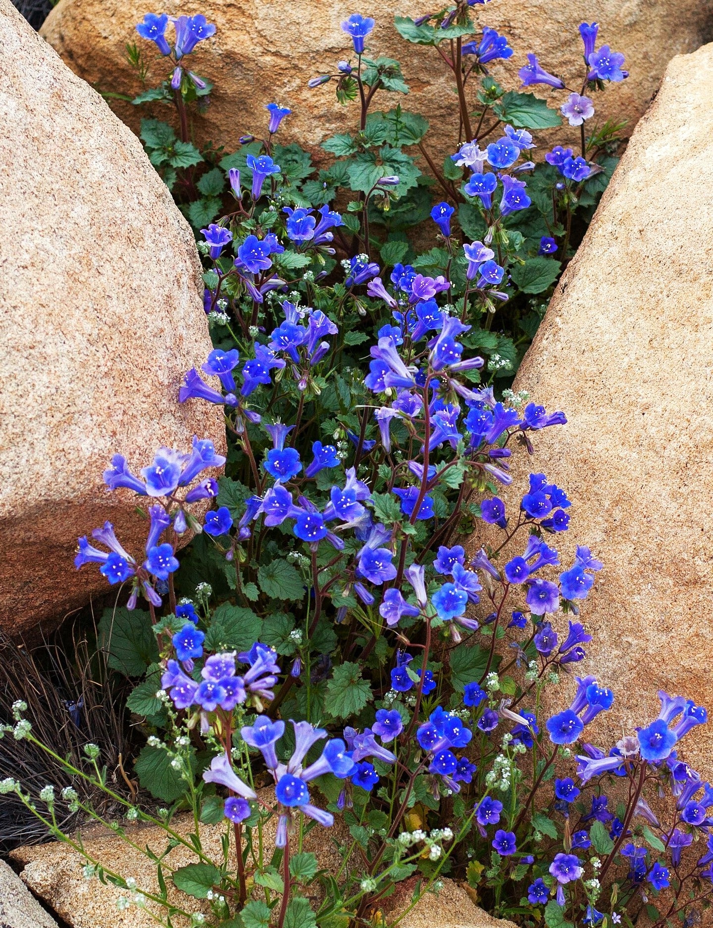 California Bluebell (Desertbells) - Image 7