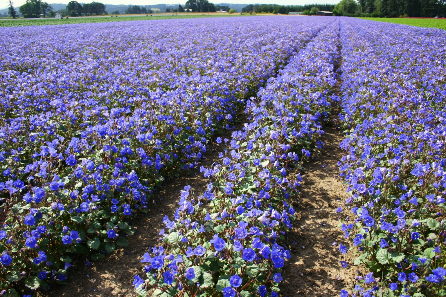 California Bluebell (Desertbells) - Image 8