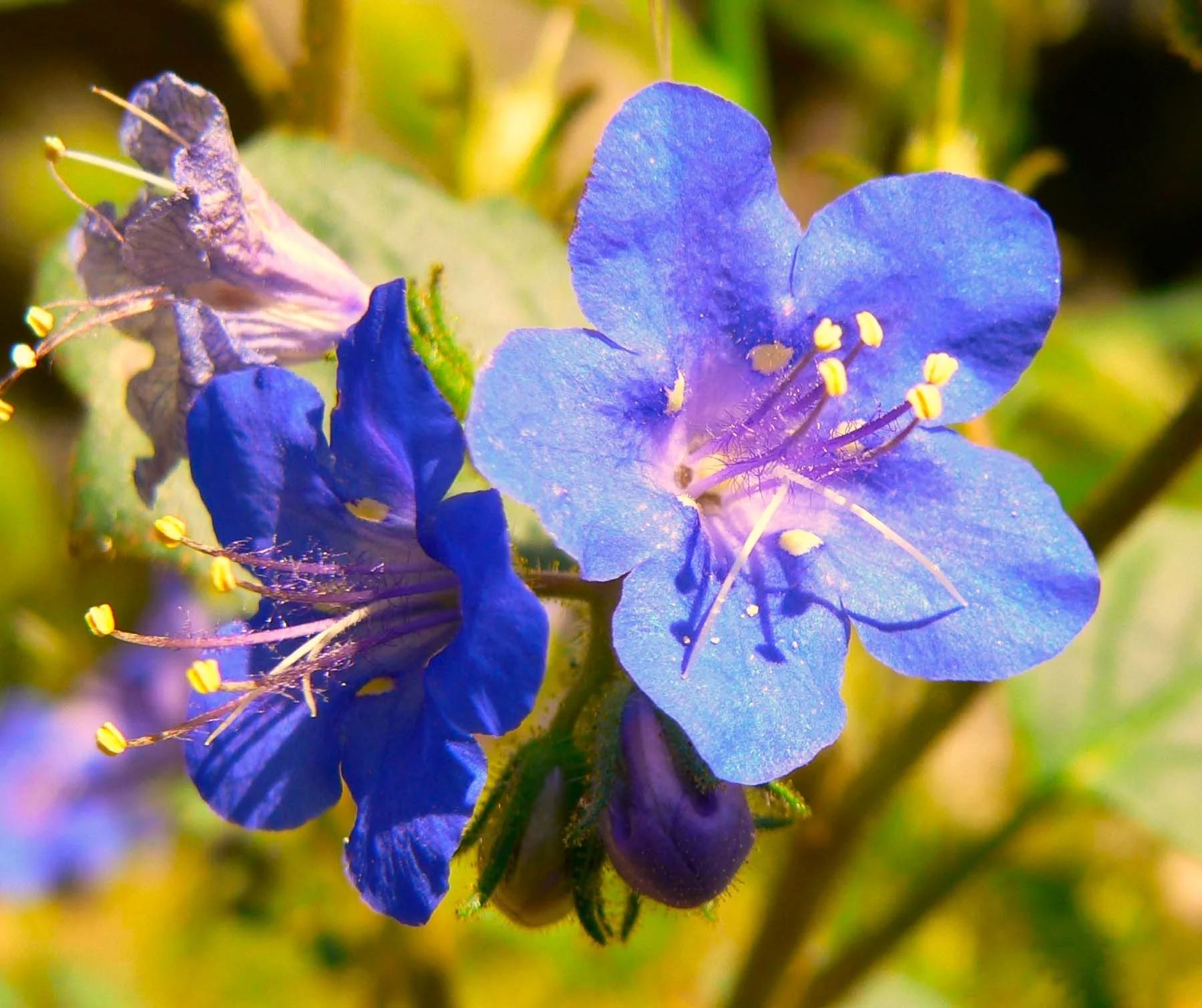 California Bluebell (Desertbells) - Image 9