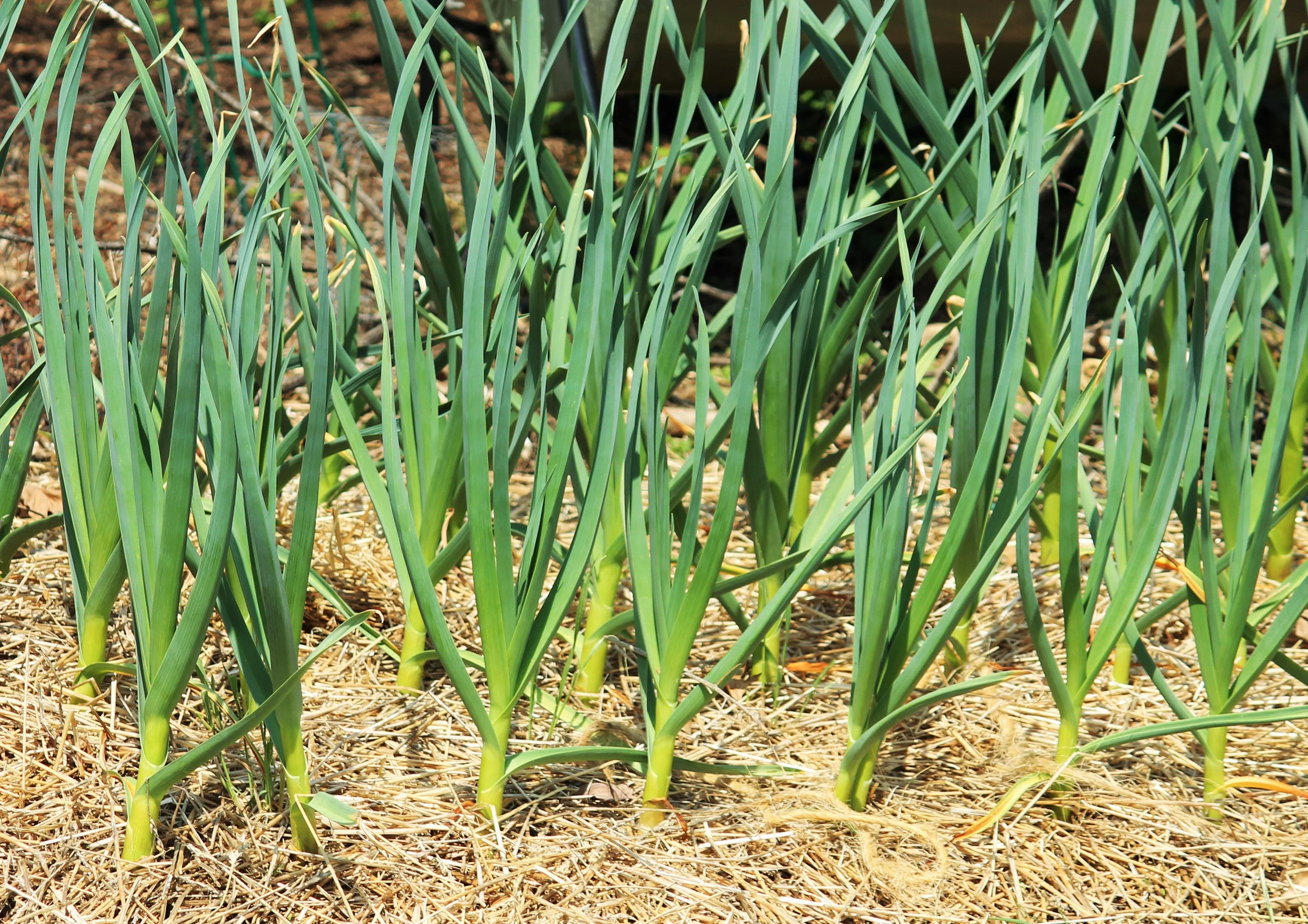 PRE-ORDER NOW! SHIPS SEPTEMBER 2026 - California Early White Softneck Garlic - Image 5