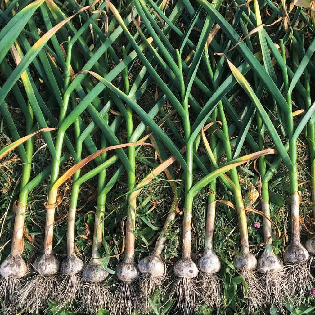 PRE-ORDER NOW! SHIPS SEPTEMBER 2026 - California Early White Softneck Garlic - Image 6