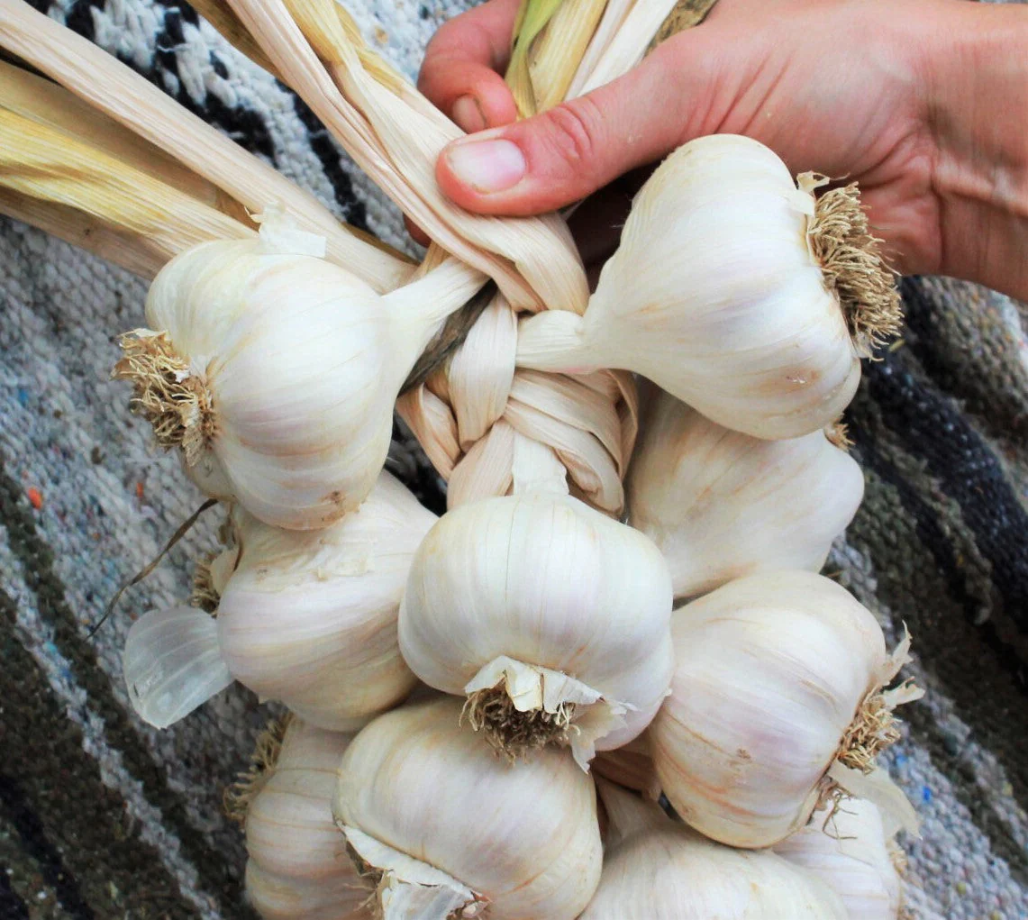 PRE-ORDER NOW! SHIPS SEPTEMBER 2026 - California Early White Softneck Garlic - Image 7
