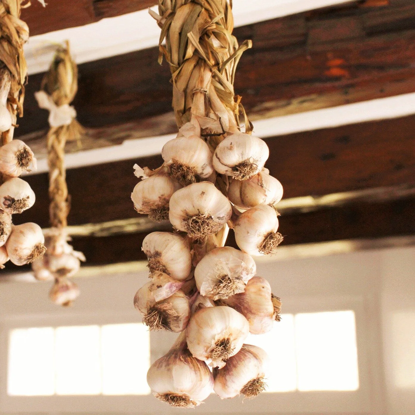 PRE-ORDER NOW! SHIPS SEPTEMBER 2026 - California Early White Softneck Garlic - Image 8