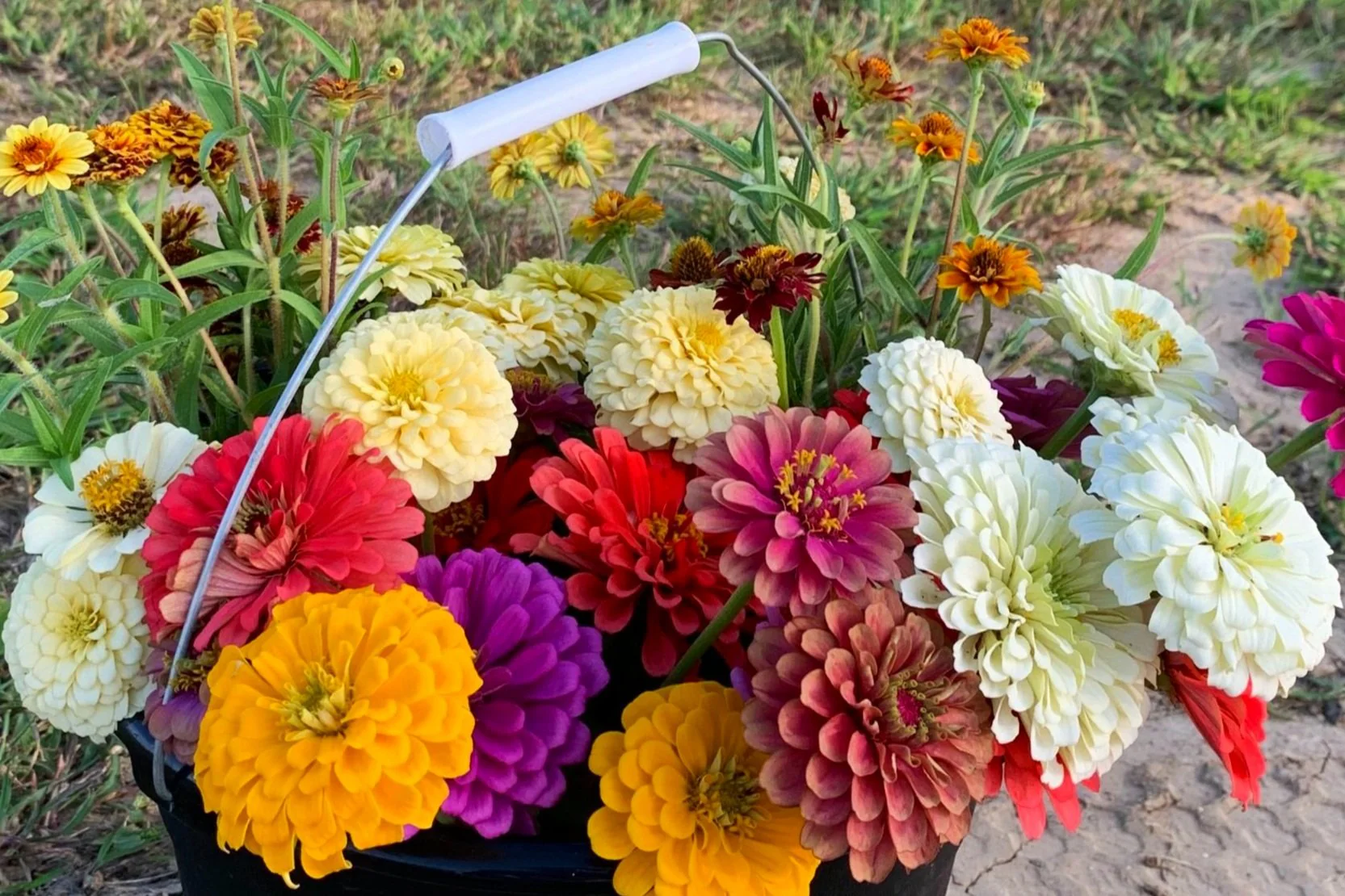 California Giant Zinnia - Image 3