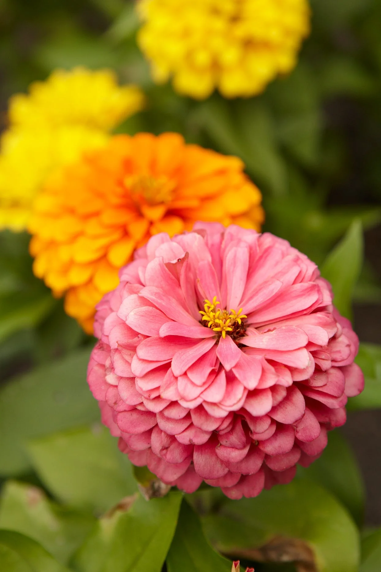 California Giant Zinnia - Image 4