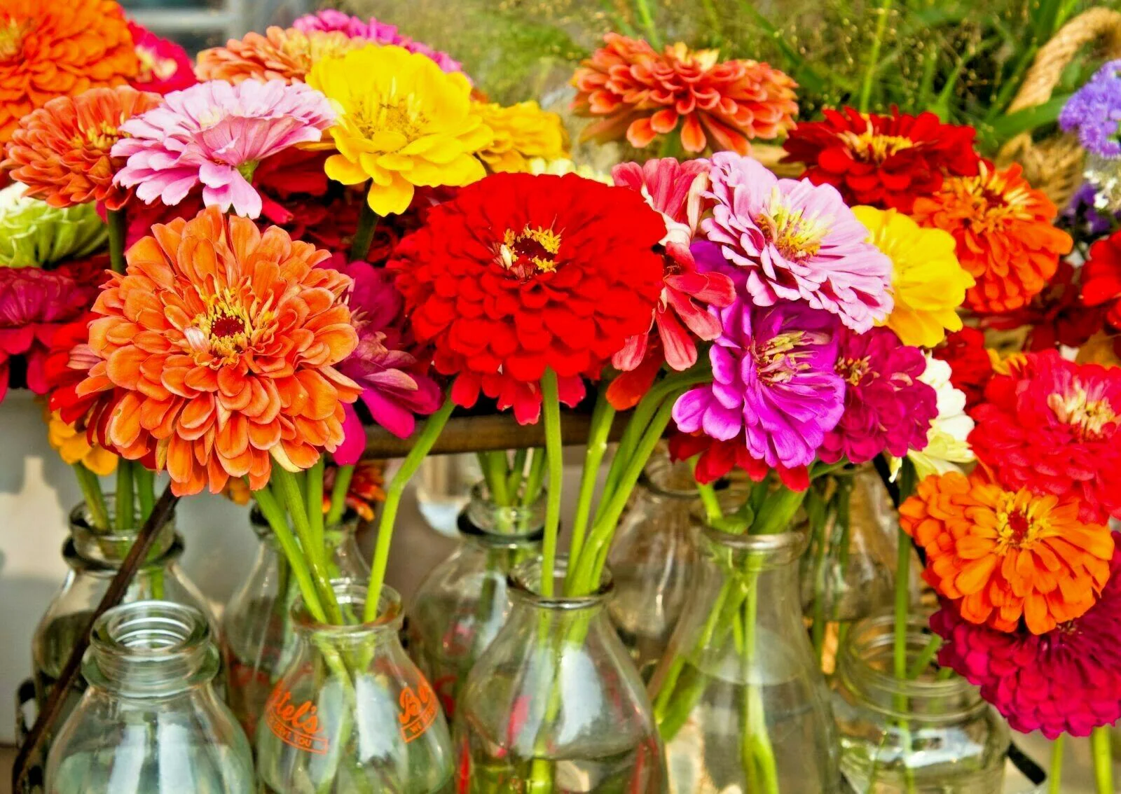 California Giant Zinnia - Image 5