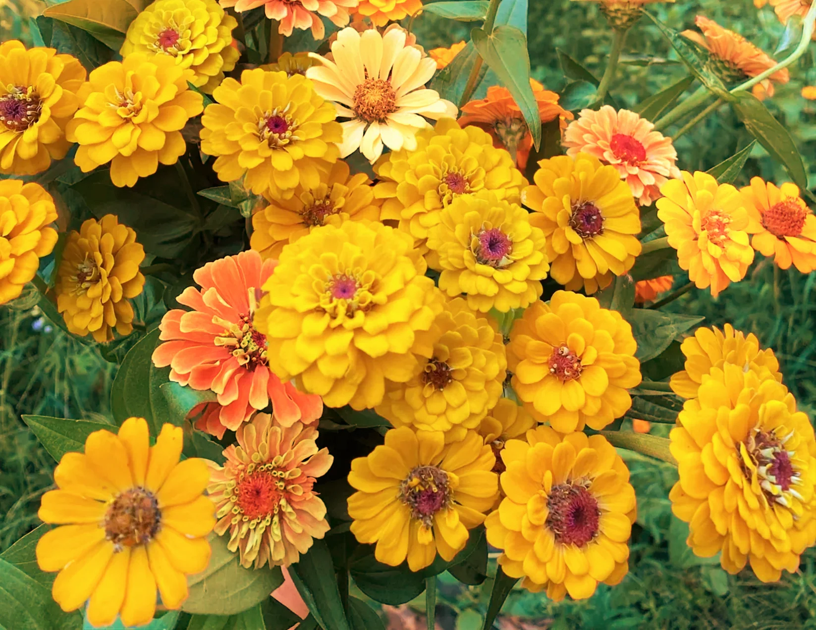 Canary Bird Zinnia - Image 2
